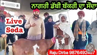 ਨਾਗਰੀ ਡੱਬੀ ਬੱਕਰੀ ਦਾ ਸੌਦਾ ||Raju Dirba ||Goat Goats ||Live Soda #rajudirba #goat #goats ||Farm