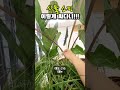 가장 저렴한 식물쇼핑 plants 반려식물 영국