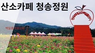 📍산소카페 청송정원 백일홍 2024년 9월 6일 개화상황/9월~10월초 여행지추천/경북 청송 가볼만한 곳