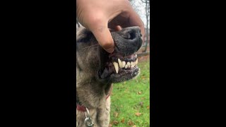 Kangal - Strongest Dog Bite Force In The World