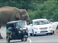 বন্য হাতির আক্রমণ 😱😱😱💥💥💥 wild elephant attack 😱😱