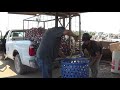 aluminum cans going to the scrap yard