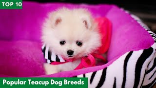 Top 10 Popular Teacup Dog Breeds