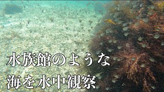 綺麗な海でGoPro9持って素潜りしてみた。