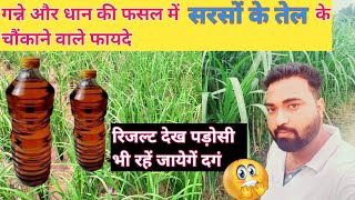 धान और गन्ने की फसल में सरसों के तेल के चौंकाने वाले रिजल्ट | use musturd oil in paddy and sugarcane