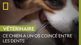 Extraction d'un bout d'os de la machoîre d'un chien