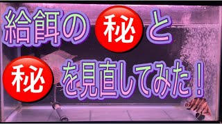 ダトニオの給餌方法を見直してみた！