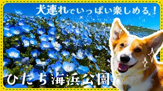 【犬連れひたち海浜公園】5分咲ネモフィラでも楽しめる要素がいっぱい！〜道の駅日立おさかなセンターでランチも！〜【2025年版】