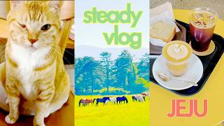 sub) 26. 제주일상 브이로그(Jeju vlog): 프리랜서 제주 개발자의 일상 🐈🐈‍⬛🍜🍚☕️ klog