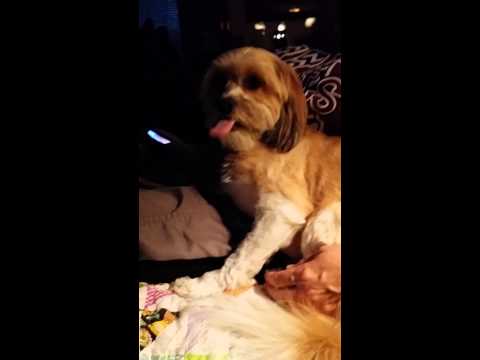 Why does dog lick the air? Why does dog lick the air?
