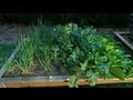 How to Create a Winter Vegetable Garden | GARDEN | Great Home Ideas