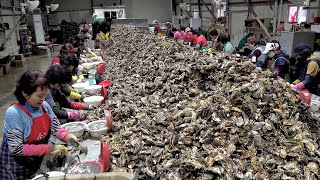 İnanılmaz 40 Ton İstiridye Seri Üretim Süreci. Büyük Ölçekli Kore İstiridye Yeti