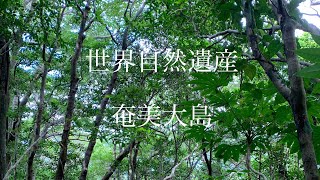 世界自然遺産・奄美大島〜世界の宝をみんなで守ろう！