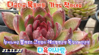 다육이사랑5탄/라탐.블랙로즈.그린뷰티.엘샤.레드벨벳/택배 010 6301 7814(korean succulent plants)