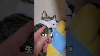 お腹を出して爆睡している猫をもふろうとしたら…