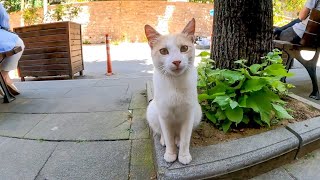 街中にいた猫をナデナデするとゴロンゴロン転がってカワイイ