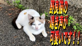 あづま総合運動公園の野良猫① 鳴き声が可愛いです！！