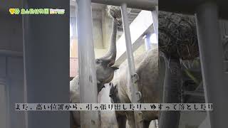 【東山動植物園公式】ハンギングフィーダー《 アジアゾウ　ゾウ 》