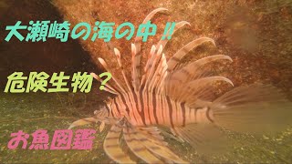 静岡県【大瀬海水浴場】ダイビング2020年8月GoPro撮影