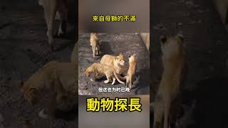 來自母獅的不滿 #獅子#動物世界