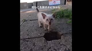 母ねこを探しに来たチビちゃんが穴の中へ😂※出入り自由な穴です🐈‍⬛ #猫 #猫島 #cat #cute #ねこ