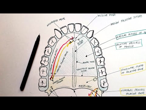 Which bones form the hard palate quizlet?