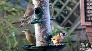 CJ Wildlife Vivara Webcams Greenfinch \u0026 Goldfinch Nov 2018