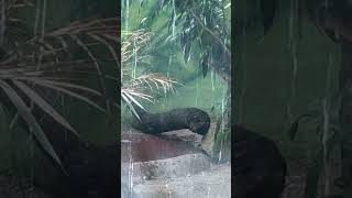 En thalaiku dilla parthiya | என் தலைக்கு தில்ல பார்த்தியா #nehruzoologicalpark #trending