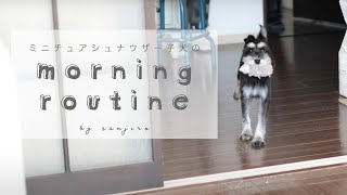 毎朝忙しいミニチュアシュナウザー子犬のモーニングルーティン｜暮らし