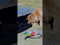 多爸，现在生活中不能没有狗狗 dog puppy cute shorts vlog