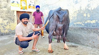 ਗੁਰਲਾਲ ਸੁਰ ਸਿੰਘ ਕੋਲ ਤਾਜੀ ਸੂਈ ਮੱਝ ਵਿਕਾਉ ,one buffalo for sale village sur Singh teh. Patti tarn Taran