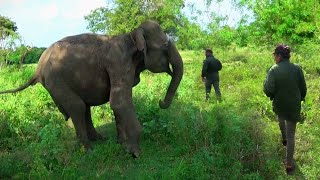 The Rescue Mission of a Skinny Blind Elephant | The wild elephant rescue