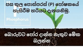 පස තුල පොස්පරස් පෝෂකයේ හැසිරීම හරියට දැනගනිමු | Phosphorous behavior inside soil #soilphosphorous