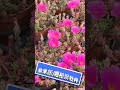 紫米飯 姬松葉牡丹portulaca gilliesii，花語：永遠吃飽飯 多肉植物 多肉 succulent shorts 紫米飯