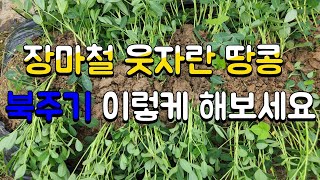 땅콩2차북주기(22.7.17)🥜장마철 폭풍 성장으로 웃자란 땅콩 북주기 방법 ▶️땅콩은 북주기하며 키워야  자방병이 땅속에 들어가  땅콩이 많이 달립니다