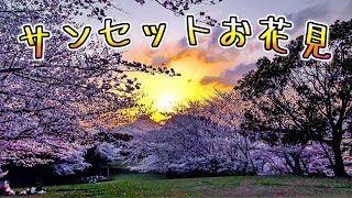 【干尽公園】九十九島サンセットと桜のコラボでスペシャルな時間を過ごす！（佐世保市 干尽町）