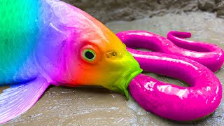 Catch Rainbow Fish, Gold Eel, Pink Crocodile - 만족스러운 정지 모션 메기 알 잉어 낚시 Satisfying Stop Motion