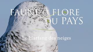 Le Harfang des neiges (30 secondes)