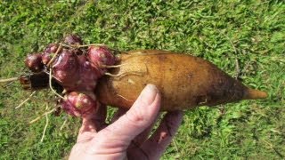 Yacon, harvsting & planting a few rhizomes..