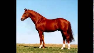 horse sound صوت الحصان