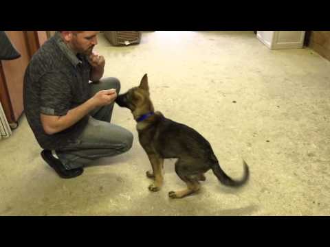 Thor Von Prufenpuden 15 Wks Obedience Lesson Home Raised Personal Protection Thor Von Prufenpuden 15 Wks Obedience Lesson Home Raised Personal Protection