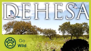 Dehesa - The Secrets of Nature