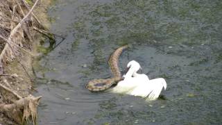 Blunt-nosed viper attacks Little Egret