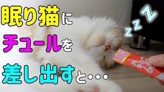 寝ているもち猫にチュールを差し出すとこうなります…【サイベリアン】