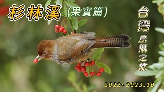 2023.10杉林溪 狀元紅果實篇(更新版)紋翼畫眉 褐鷽 冠羽畫眉 鱗胸鷦鷯 .....等等