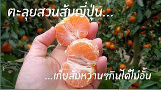 #9 พาเที่ยวสวนส้มในจ.จิบะ ญี่ปุ่น เก็บส้มหวานๆกินได้ไม่อั้น