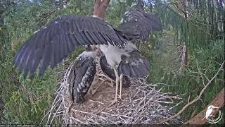 Melnais stārķis~47 days old Stork baby intensive wing exercises.28.07.2021. Latvia.