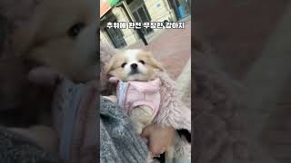 추위에 패딩으로 완전 무장한 작고 귀여운 아기 #강아지 💕