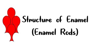 Structure of Enamel (enamel rods)