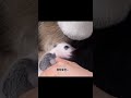 原来大熊猫刚出生时只有这么小！panda tv 판다 비디오 大熊貓观察 panda